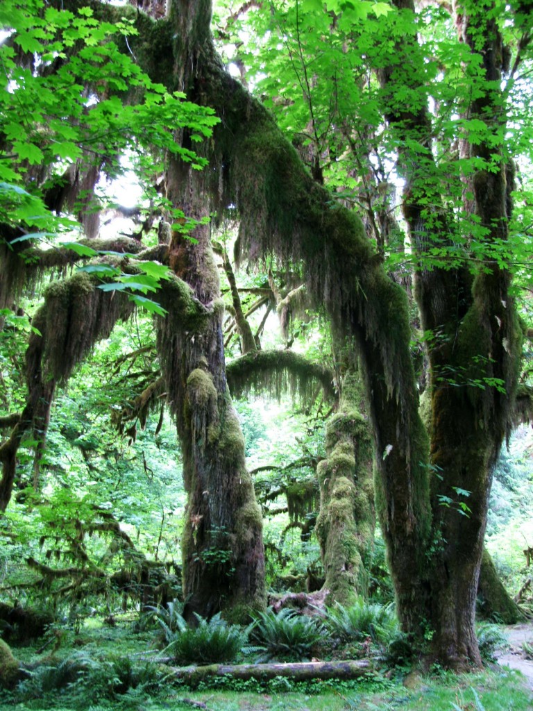Hoh Rain Forest 063